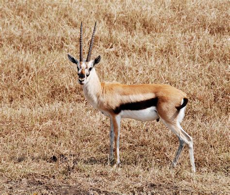 Gazelle 